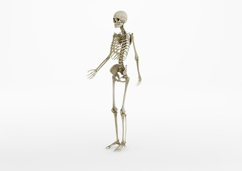 Skeleton 03