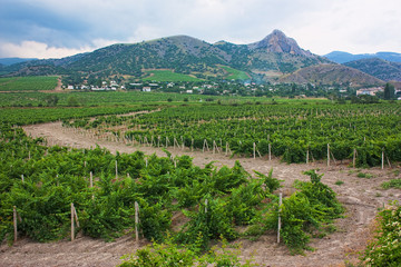 vineyards in the valley