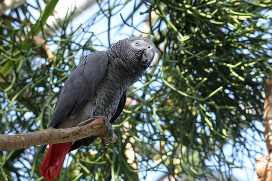 African gray parrot tropical bird looking below