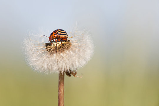 doryphore insecte ravage culture endommager pissenlit
