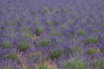 provence et lavande