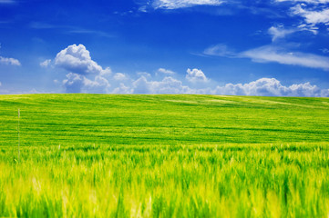 Green field and blue sky.