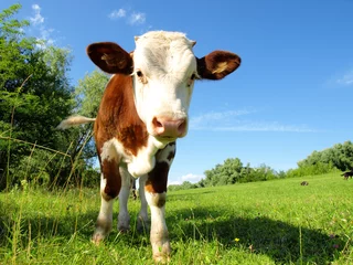 Abwaschbare Fototapete Kuh junger Stier