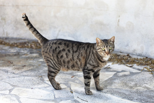 31 080 Images Photos Et Illustrations Vectorielles Stock Appropriees Sur Le Theme Chat De Gouttiere Adobe Stock
