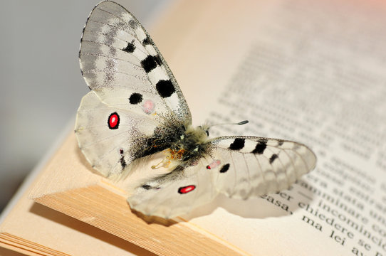 farfalla