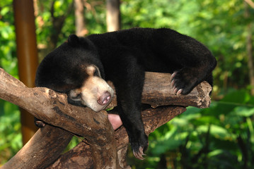 sleeping sun bear