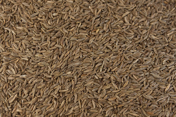 caraway seeds