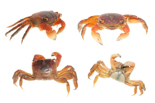 seafood animal crab set collection