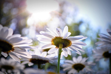 Shasta Daisies