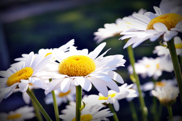 Shasta Daisies © acreamer