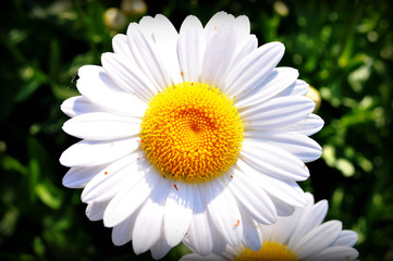 Obraz premium Shasta Daisy