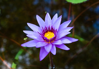 Image  of Lotus Flower