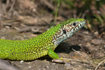 green lizard (Lacerta viridis)