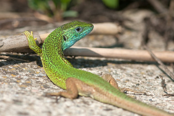 green lizard (Lacerta viridis)