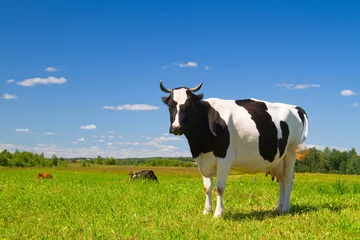 Tableaux ronds sur plexiglas Vache vache dans le pré