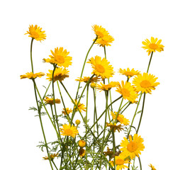 yellow daisies, isolated