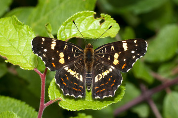 Map butterfly (Araschnia levana) on a plant