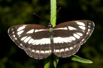 Obraz premium common glider ( Neptis sappho ) on a leaf