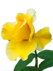 Sweet beautiful yellow rose on white blackground
