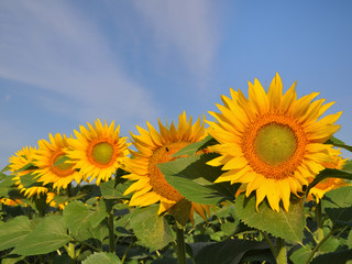 Sunflower