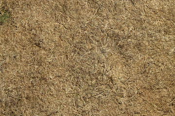 Dead grass burnt by the sun in a drought.