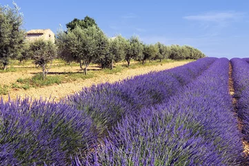 Foto op Plexiglas tussen olijfbomen en lavendel © beatrice prève