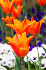 Orange tulips