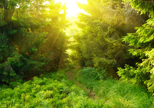 Green forest with sun ray