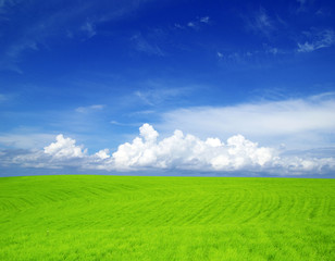 Fototapeta premium field