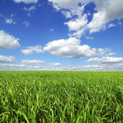 Obraz premium green field
