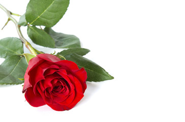 red rose