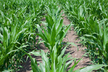 Obraz premium corn field
