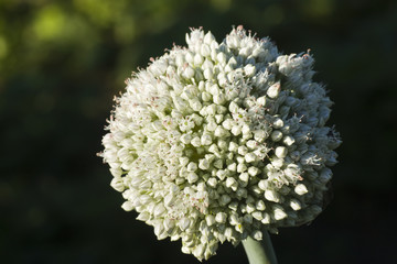 garlic flower