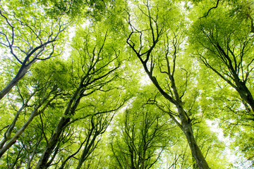 forest, Brittany, France