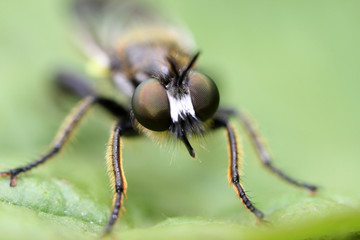 Dilophus febrilis