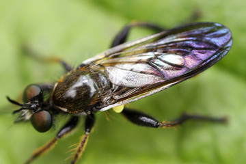 Dilophus febrilis