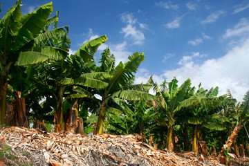 Fototapeta na wymiar Banana trees