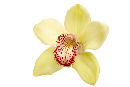 Fototapeta closeup of yellow orchid