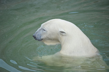White polar bear swimming