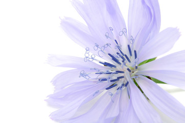 Obraz premium Chicory Flower