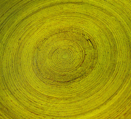 Beautiful background of green water texture