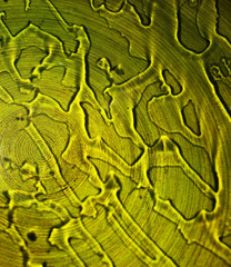 Beautiful background of green water texture