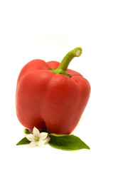 Red Bell Pepper with Leaves and Flower
