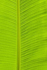 texture of banana leaf