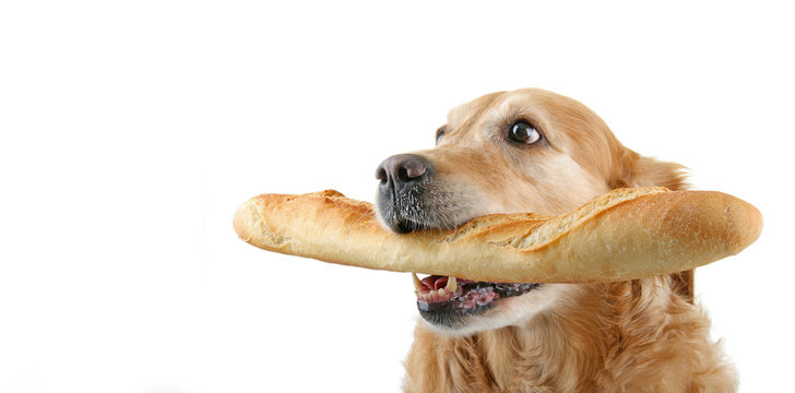 Собака ест хлеб мем Chien Panier Изображения: просматривайте стоковые фотографии, векторные изображе