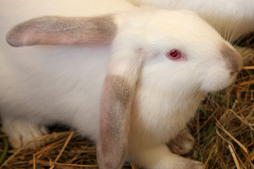 Obraz premium lapin blanc