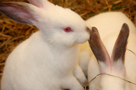 lapins