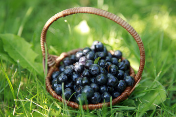 Fototapeta na wymiar Basket of freshness blueberries