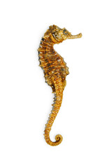 seahorse
