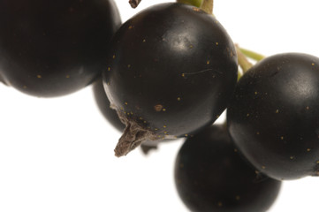 Black-currant.